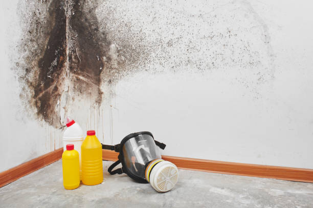 Best Mold Removal Company Near Me  in Warsaw, VA