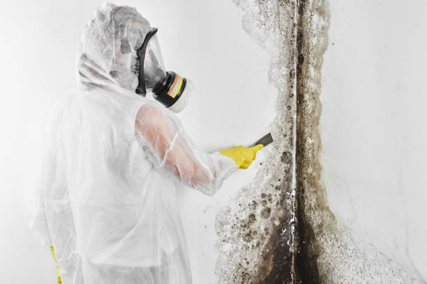 Warsaw, VA Mold Removal Company
