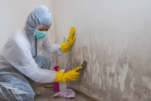 Best Office Mold Removal Services  in Warsaw, VA