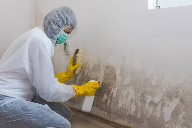 Best Professional Mold Removal  in Warsaw, VA