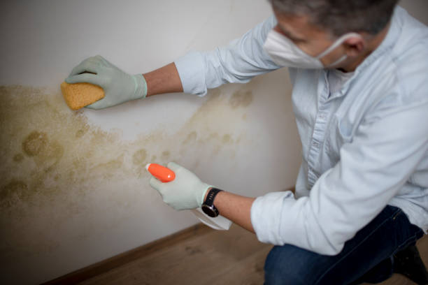 Best Affordable Mold Removal  in Warsaw, VA