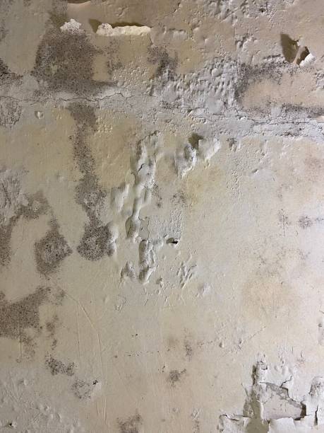 Best Mold Damage Repair  in Warsaw, VA