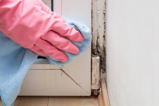 Best Mold Remediation  in Warsaw, VA